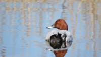 Infiltratiegebied Castricum